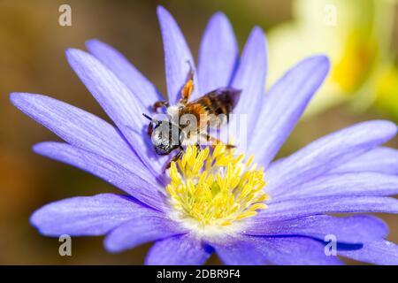 Macro di un ape impollinazione un fiore blossom Foto Stock