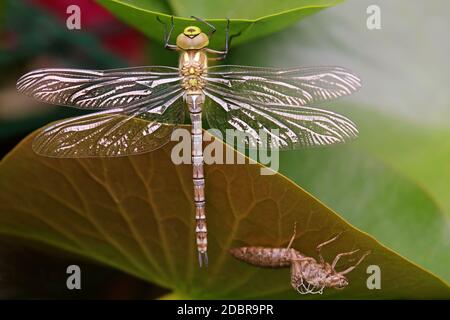 Giovane Blue Green Mosaic Maiden Aeshna cianea con Exuvie Foto Stock