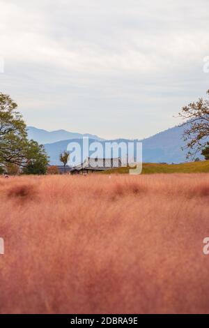 Campo di erba di muhly rosa e vecchia casa a Gyeongju, Corea Foto Stock