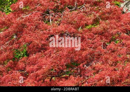 Giapponese acero cutleaf (Acer palmatum Strata rosso). Noto come il giapponese threadleaf anche di acero. Foto Stock