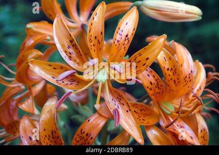 Giglio di Kochang (Lilium distichum). Un altro nome scientifico è Lilium Hansonii Foto Stock