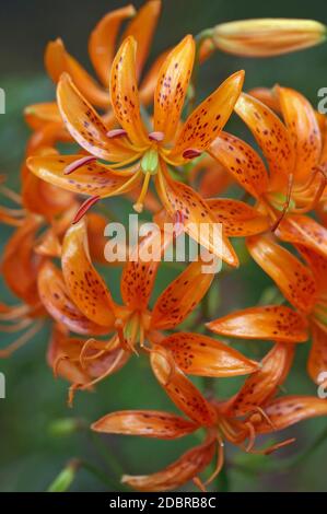 Giglio di Kochang (Lilium distichum). Un altro nome scientifico è Lilium Hansonii Foto Stock