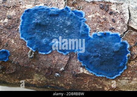 Fungo della crosta di cobalto (Terana caerulea). Chiamato Velvet blu diffusione anche. Un altro nome scientifico è Pulcherricium caeruleum Foto Stock