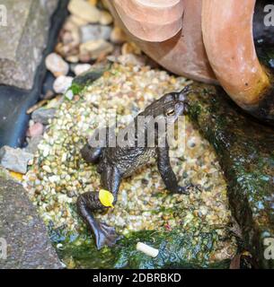 Un burro bufo comune al bordo di un laghetto. Foto Stock