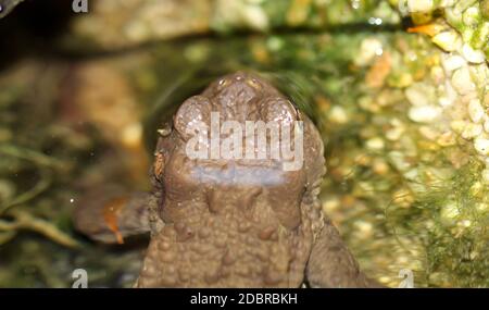 Un burro bufo comune al bordo di un laghetto. Foto Stock