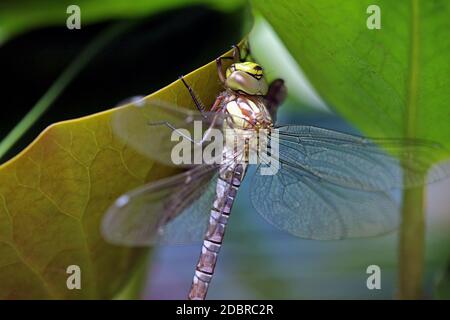 Giovane mosaico blu-verde maiden Aeshna cianea dopo la sospensione dall'Evida Foto Stock