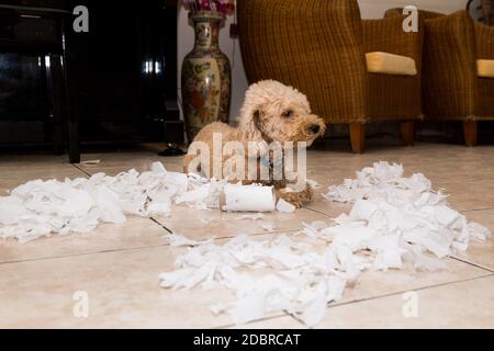 Il cane Naughty distrusse il rotolo di tessuto in pezzi quando a casa da solo Foto Stock