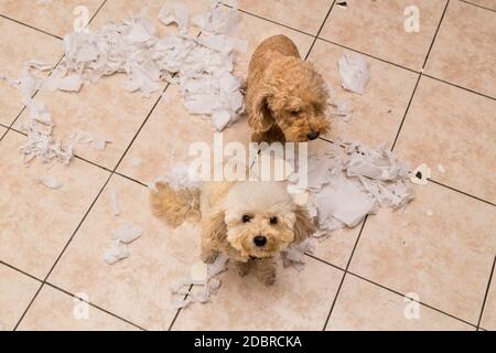 Il cane Naughty distrusse il rotolo di tessuto in pezzi quando a casa da solo Foto Stock