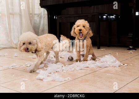 Il cane Naughty distrusse il rotolo di tessuto in pezzi quando a casa da solo Foto Stock