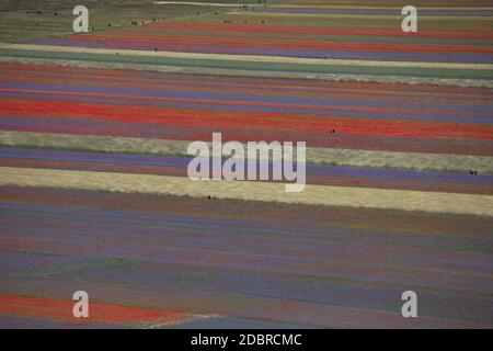 Castelluccio di Norcia, Italia - Luglio 2020: La fioritura della lenticchia esplode in estate anche con i colori dei papaveri e dei fiori di mais Foto Stock