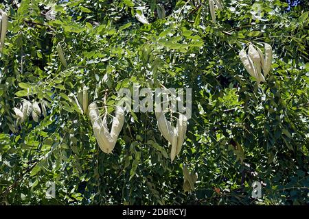 Kentucky coffeetree (Gymnocladus dioicus). Foto Stock