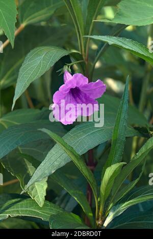 Petunia selvatica di Britton (Ruellia simplex). Chiamato petunia messicana e bluebell messicano anche. Sinonimo: Ruellia brittoniana Foto Stock