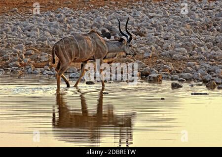 Kudu presso il bacino d'acqua nel Parco Nazionale di Etosha in Namibia Foto Stock