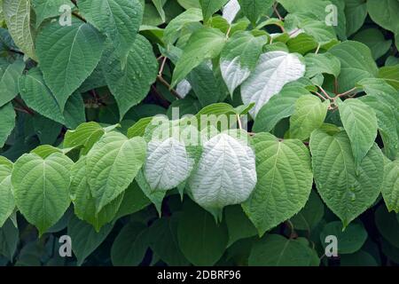 Kiwi hardy a foglia variegata (Actinidia kolomikta). Chiamato kiwi vitigno variegato, Kolomikta vite e artico bellezza kiwi anche Foto Stock