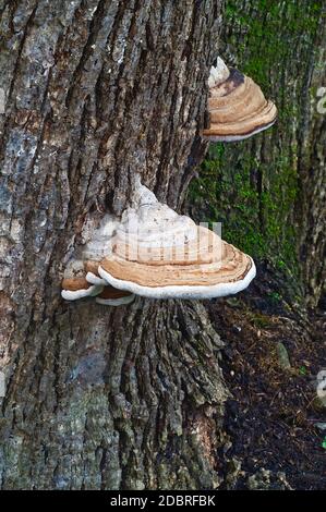 Il fungo della conca dell’artista (Ganoderma applanatum). Chiamata staffa dell'artista e pane dell'orso anche Foto Stock