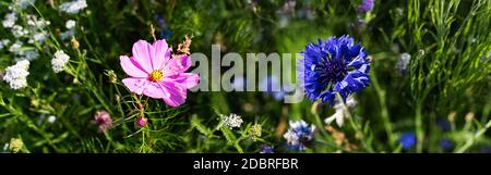 Fiori colorati in un prato naturale in estate. Habitat per insetti, fiori selvatici ed erbe selvatiche su un campo di fiori. Primo piano orizzontale con profondità ridotta Foto Stock