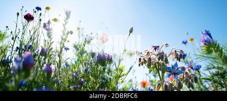 Colorato paesaggio naturale prati fioriti con cielo blu in estate. Habitat per insetti, fiori selvatici ed erbe selvatiche su un campo di fiori. Pannello di sfondo Foto Stock