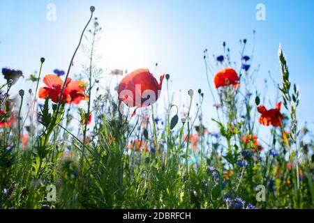 Colorato paesaggio naturale prati fioriti con cielo blu in estate. Habitat per insetti, fiori selvatici ed erbe selvatiche su un campo di fiori. Primo piano con sh Foto Stock