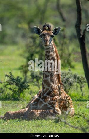 Masai giraffe si trova in erba eyeing camera Foto Stock