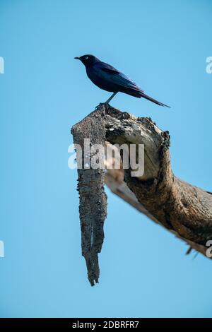 Ruppell a coda lunga starling arroccato su ramo morto Foto Stock