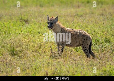 L'iena macchiata si erge nella savana che guarda a sinistra Foto Stock