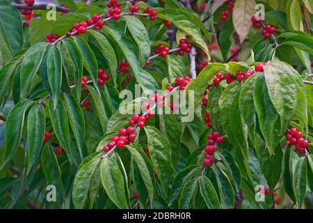 Amour honeysuckle (Lonicera maackii). Chiamato anche Bush Honeysuckle Foto Stock