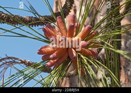 Pino pallida (Pinus palustris). Conosciuto anche come Southern Yellow Pine, Florida Pine e Georgia Pine. Incluso nell'Unione Internazionale per la conservazione o Foto Stock