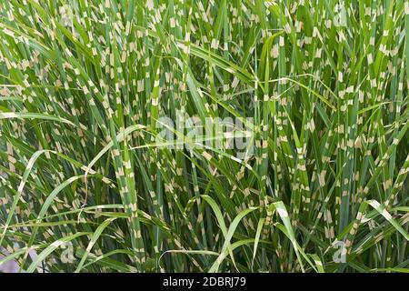 Istrice erba (miscanthus sinensis Strictus). Chiamato Zebra anche di erba Foto Stock