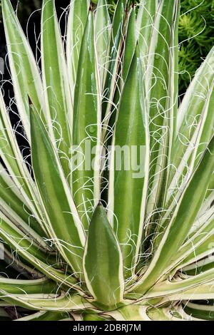 Regina del filo bianco-foglia di agave (Agave schidigera Shira ito no Ohi). Chiamato regina del filo bianco secolo impianto e filettatura Vaiegated-foglia di agave anche Foto Stock