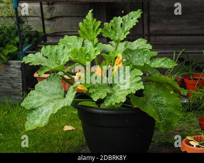 Zucchine pianta, varietà Midnight, che cresce in un contenitore di plastica nero Foto Stock