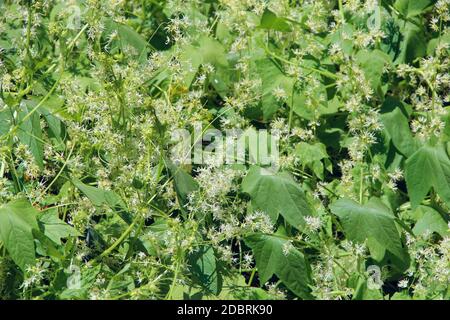 Folti di echinocistis in giardino. Parete a foglia. Verde selvaggia liana. Foglie verdi di echinocistis. Fioritura di echinocistis in estate Foto Stock