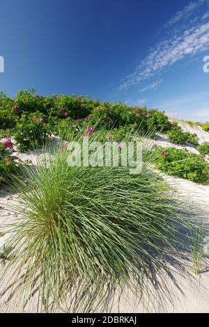 Idillio da cartolina: Sulle dune del Mar Baltico Graal-MÃ¼ritz, Meclemburgo-Vorpommern, Germania Foto Stock