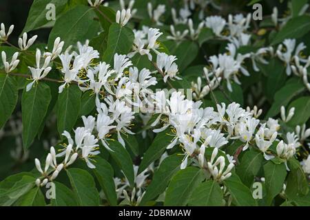 Amour honeysuckle (Lonicera maackii). Chiamato anche Bush Honeysuckle Foto Stock