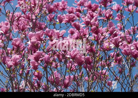 Galaxy Hybrid magnolia (Magnolia Galaxy). Ibrido tra Magnolia liliflora Nigra e Magnolia sprengeri Diva) Foto Stock