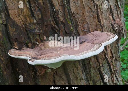 Fungo della conca dell'artista (Ganoderma applanatum). Chiamata anche la parentesi dell'artista Foto Stock