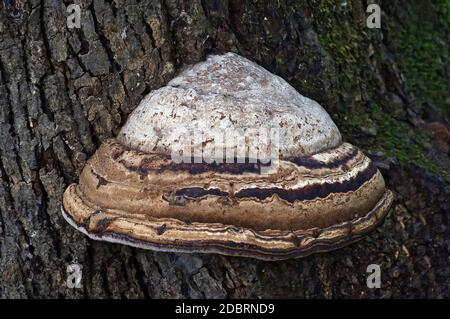 Il fungo della conca dell’artista (Ganoderma applanatum). Chiamata staffa dell'artista e pane dell'orso anche Foto Stock