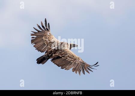 Griffon Vulture in volo contro il cielo. Uccelli in Etiopia, Africa fauna selvatica Foto Stock