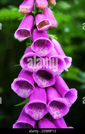 Fiori di guanto di foxglove sotto un cielo blu in estate Foto Stock