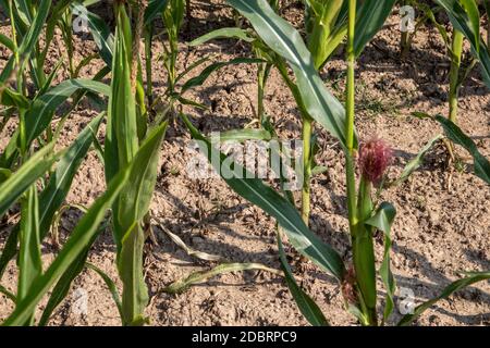 Cornfield, maizefield cresce su terreni a secco Foto Stock