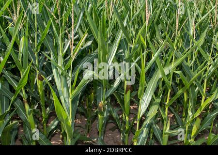 Cornfield, maizefield cresce su terreni a secco Foto Stock