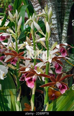 Maggiore Swamp-ORCHIDEA (Phaius tankervilleae). Chiamato Giglio di palude, Orchidea palustre, NUN'S-hood orchid, velata orchid, Lady Tankerville's Swamp orchid anche. Foto Stock