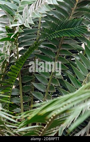 Modjadji cycad (Encephalartos transvenosus). Chiamata anche la palma di Mjdjadji Foto Stock