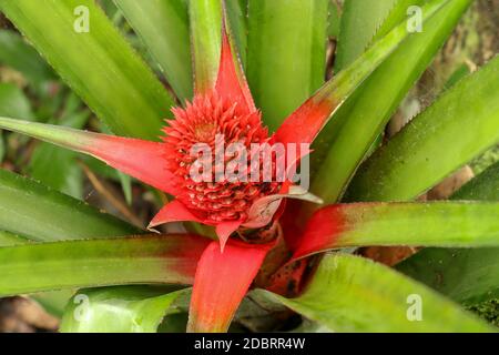 Primo piano dei fiori rossi di ananas che crescono su una pianta tropicale di bromeliad con foglie rosse, Bali, Indonesia. Giovani ananas comosus Variegatus. Nano rosa Foto Stock