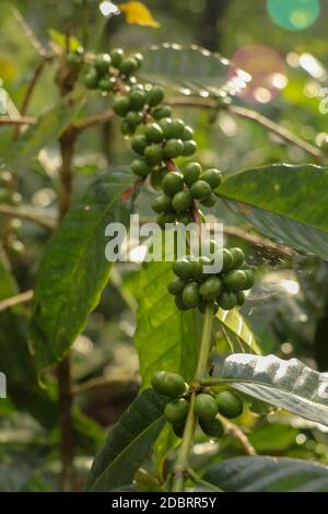 Caffè arabica in grani. Caffè arabica in grani verde sull'albero. Toraja arabica fotografia di scorta cherry chicco sull'albero del caffè. Ramo con maturo Foto Stock