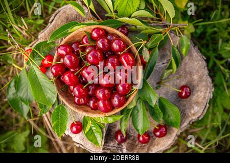Piatto di ciliegie acide fresche mature e succose con foglie in ciotola di legno Foto Stock