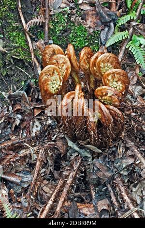 Felce di legno spesse (Dryopteris crassirizoma). Chiamato Crown legno felce anche Foto Stock