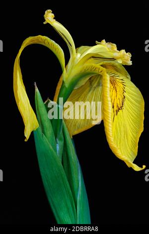 Ussuri iris (Iris maackii). Immagine di fiore su sfondo nero Foto Stock