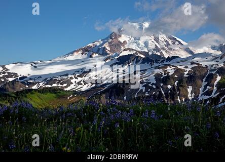 WA18205-00...WASHINGTON - il prato coperto di Lupin lungo la Skyline divide nella zona selvaggia di Mount Baker. Foto Stock