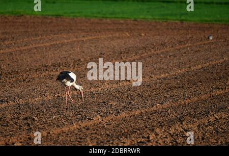 Una cicogna bianca in un campo arato, alla ricerca di qualcosa da mangiare. Foto Stock