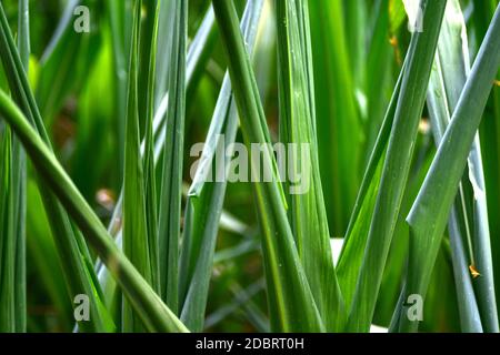 Le piante di mais sono il rotolamento le loro foglie fino a causa di un lungo periodo senza pioggia. Foto Stock